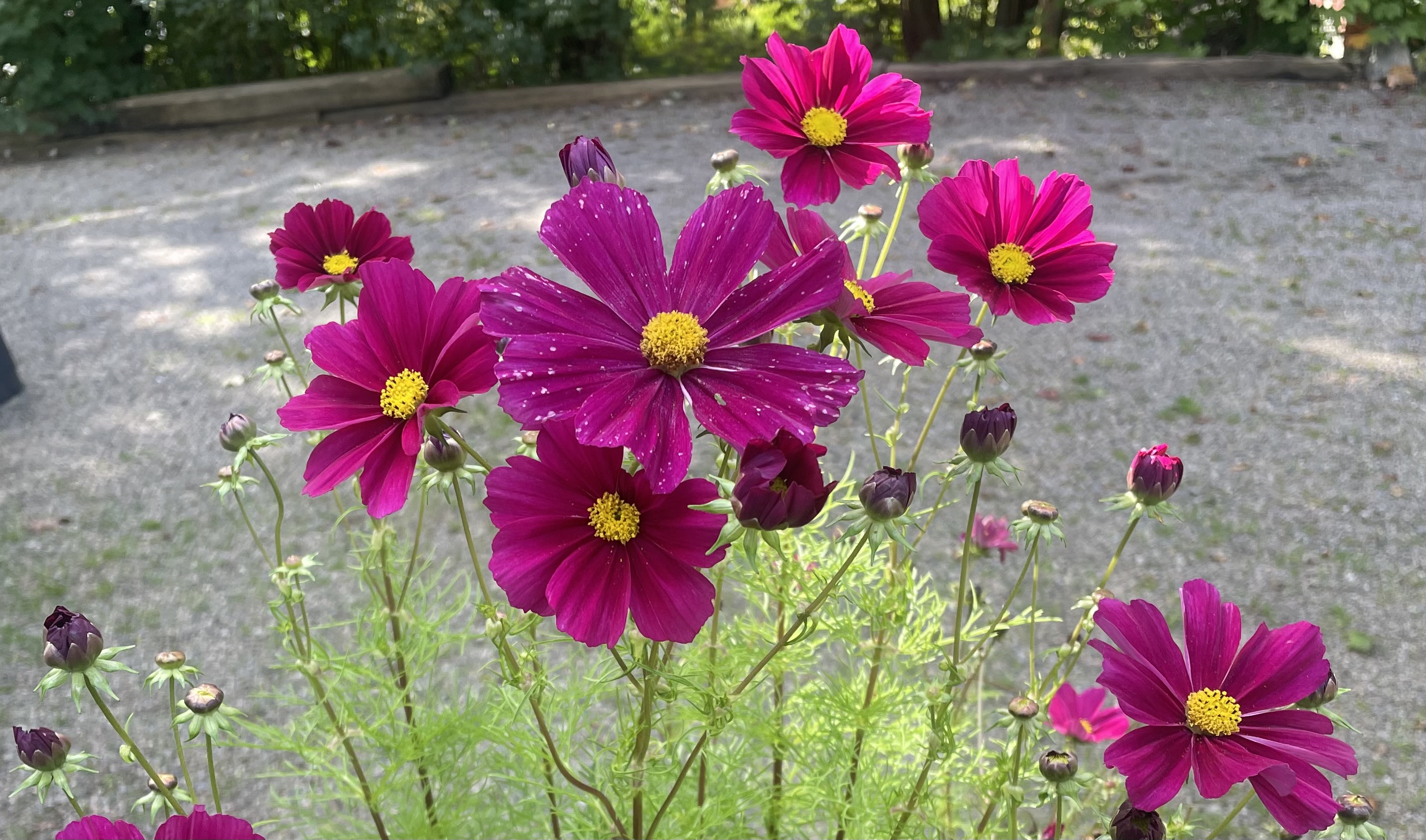 Rosenskära i blomning